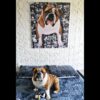 Quadros Pet - Fundo de Fotos - Imagem 5