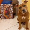 Quadros Pet - Fundo de Fotos - Imagem 3