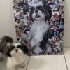 quadros pet