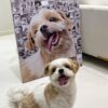 quadro pet personalizado