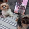 quadro pet com moldura