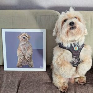 quadro pet com moldura