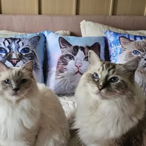 Almofadas Pet